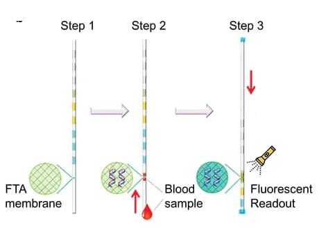 Open access visualization of Workflow, Illustration, DNA Extraction, DNA Amplification, Microcapillary