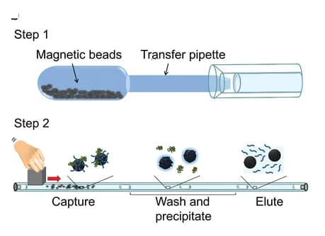 Open access visualization of Workflow, Illustration, Magnetic Bead, DNA, Extraction