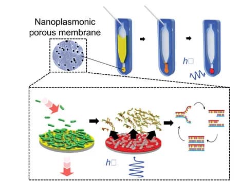 Open access visualization of Workflow, Illustration, Microscopy, Cell Lysis, PCR