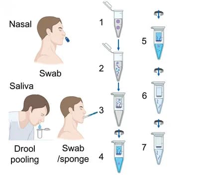 Open access visualization of Workflow, Illustration, Saliva Collection, DNA Extraction, RNA Extraction