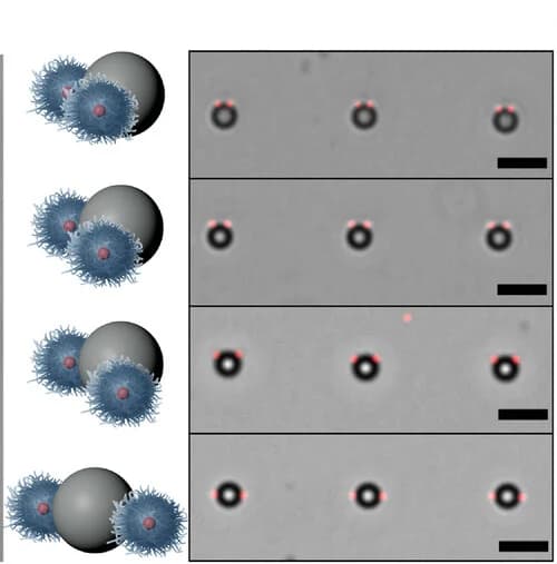 Open access visualization of Microscopy, Illustration, Bright-field microscopy, Fluorescence microscopy, Clusters