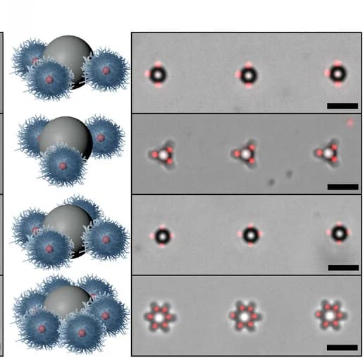Open access visualization of Microscopy, Illustration, Bright-field microscopy, Fluorescence microscopy, Clusters