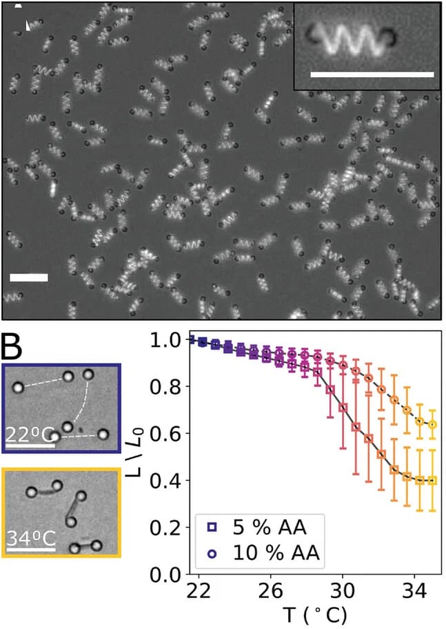 Open access visualization of Line Plot, Error Bars, Microscopy, Bright-Field Microscopy, Fluorescence Microscopy
