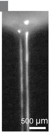 Open access visualization of Microscopy, Fluorescence Image, Compound Jet, JetALL, Water