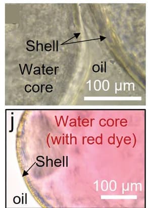 Open access visualization of Microscopy, Microscopy Picture, Core-Shell Structure, Capsules, Oil