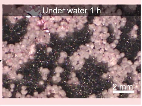 Open access visualization of Microscopy, Photo, Microscopy Images, Encapsulated Dyes, PLA-Silica Particle Shells