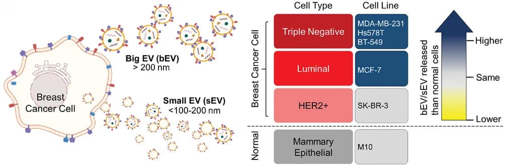 Open access visualization of Illustration, Table Image, Cancer Cells, bEVs, sEVs
