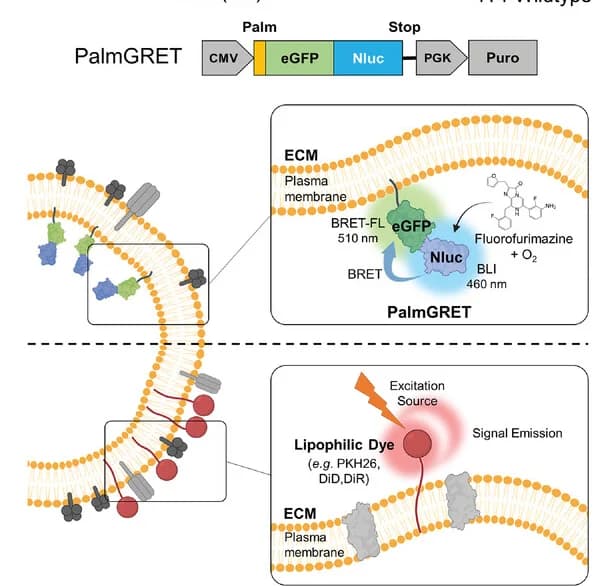 Open access visualization of Illustration, Workflow, EV Membrane Labeling, PalmGRET, Lipophilic Fluorescent Dyes