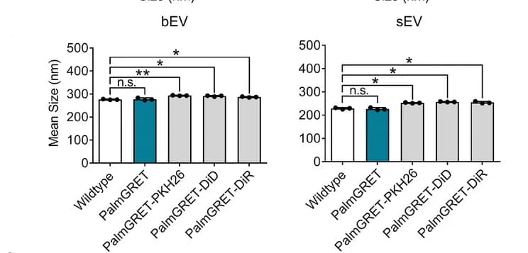 Open access visualization of Bar Plot, Error Bars, Mean size, bEVs, sEVs