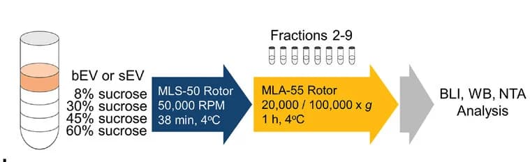 Open access visualization of Workflow, Flowchart, Sucrose Gradient Fractionation, bEVs, sEVs