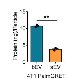 Open access visualization of Bar Plot, Bar Graphs, Protein, bEVs, sEVs