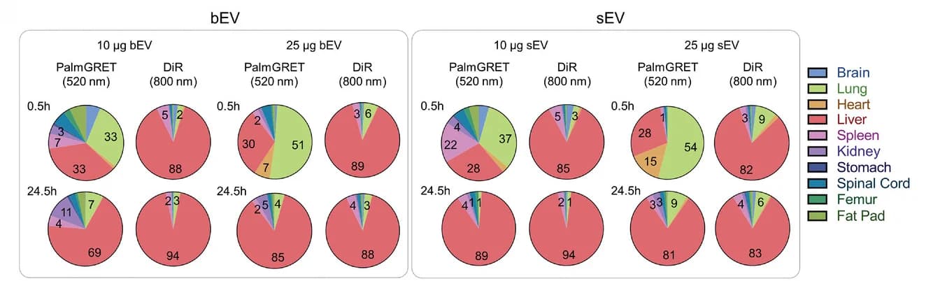 Open access visualization of Pie Chart, Biodistribution, DiR, EVs