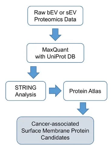 Open access visualization of Workflow, Flowchart, Proteomics analysis, EV membrane protein, LC-MS/MS