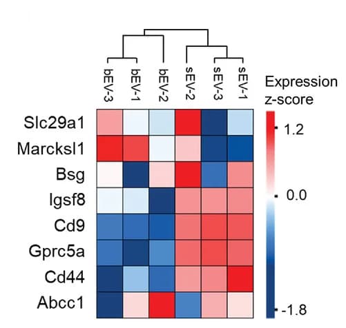 Open access visualization of Heatmap, Clustered, Membrane proteins, Membrane-associated proteins, 4T1PalmGRET-bEVs