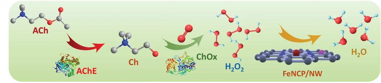 Open access visualization of Workflow, Illustration, ACh sensing, AChE, ChOx
