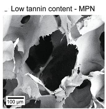 Open access visualization of Microscopy, Scanning electron microscopy, CNF/TA10%-MPN