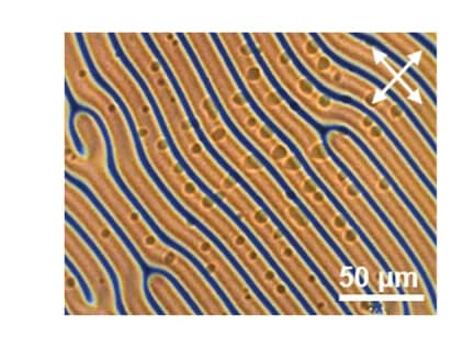 Open access visualization of Microscopy, POM Image, Coating, Liquid Secretion