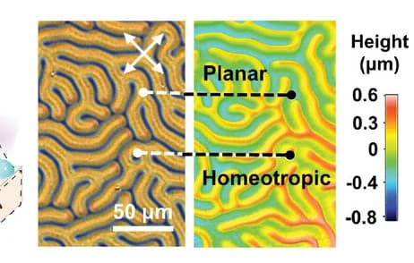 Open access visualization of Microscopy, POM Image, Interferometer Measurements, LCN Fingerprint Coating, Fingerprint Ridges