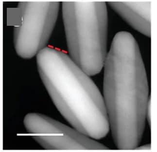 Open access visualization of Microscopy, STEM Images, Chiral Rods, L-Cys Concentration, Facets