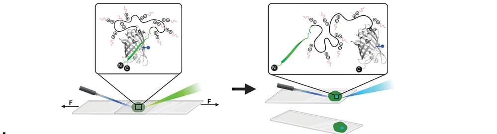 Open access visualization of Illustration, Chemical Structure, Protein Mechanophore, FRET, Lap Shear Tests