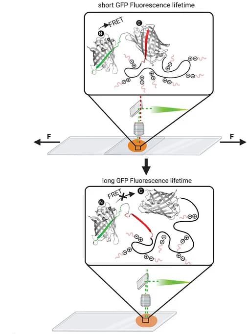 Open access visualization of Workflow, Illustration, Protein, Mechanophore, FRET