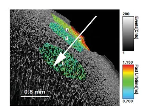 Open access visualization of Microscopy, FLIM, GFP-CpCherry2-K72, Glue, Glass