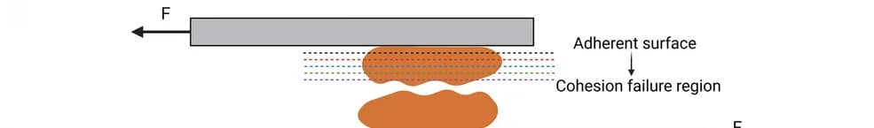 Open access visualization of Illustration, FLIM, GFP-CpCherry2-K72, Adhesion, Cohesion