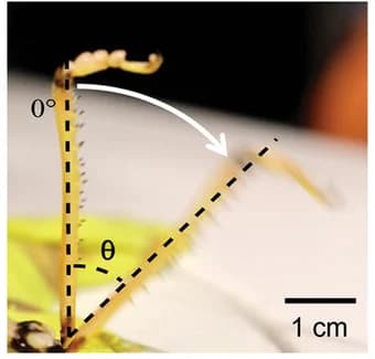 Open access visualization of Photo, Hindleg Movement, Nerve Stimulation