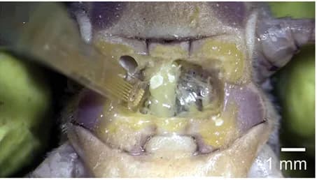 Open access visualization of Microscopy, Photo, Au Electrodes, Nerve, Recording