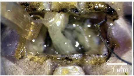 Open access visualization of Microscopy, Printing Parameters, Electrode Opening Force, Locust, Nerve