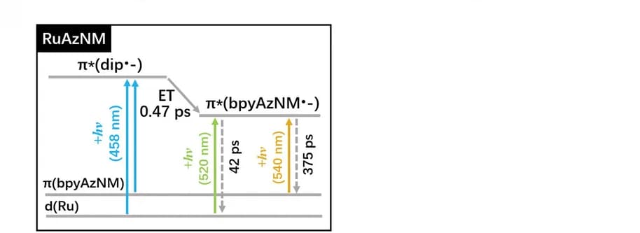 Open access visualization of Illustration, Flowchart, kinetic model, time constants, RuAzNM