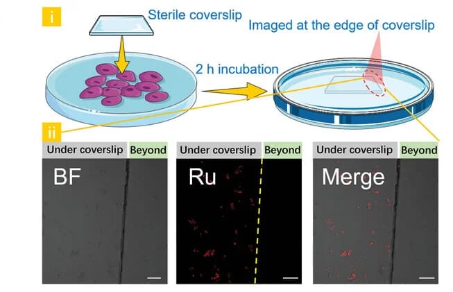 Open access visualization of Microscopy, Illustration, Hypoxic Imaging, Confocal Images, HepG2 Cells