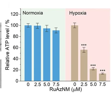 Open access visualization of Bar Plot, Error Bars, ATP Level, HepG2 Cells, RuAzNM-mediated Phototherapeutic Effect
