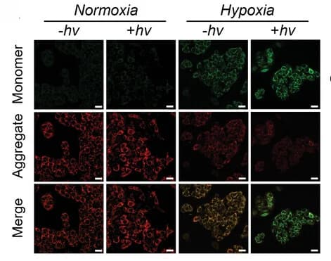 Open access visualization of Microscopy, HepG2 Cells, Mitochondrial Membrane Potential, JC-10 Staining, Photoirradiation