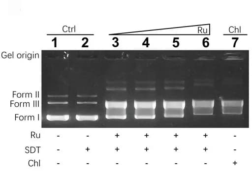 Open access visualization of Gel, DNA Crosslinking, Agarose Gel Electrophoresis, pBR322 Plasmid DNA, Ru Prodrug