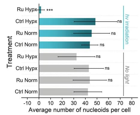 Open access visualization of Bar Plot, Error Bars, HepG2 Cells, Nucleoids, Quantitative Analysis