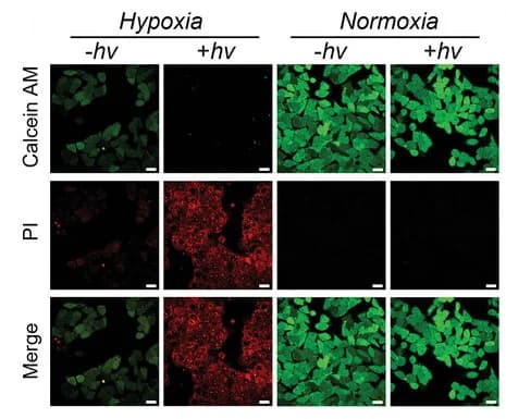 Open access visualization of Microscopy, HepG2 Cells, Cell Viability, Calcein-AM/PI Co-Staining, Normoxia