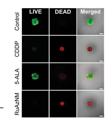Open access visualization of Microscopy, Viability, Toxicity, Confocal Imaging, Calcein AM