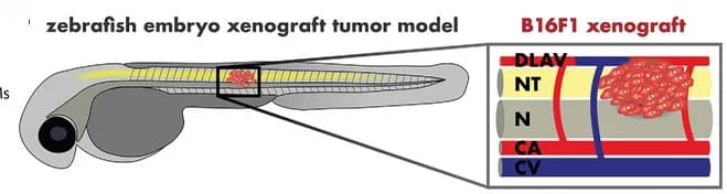 Open access visualization of Illustration, Mouse Melanoma Cell, Zebrafish Embryos, Tumor Model, Cancer Cells