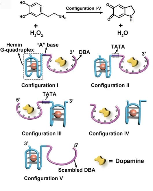 Open access visualization of Workflow, Illustration, Hemin, G-quadruplex, DBA