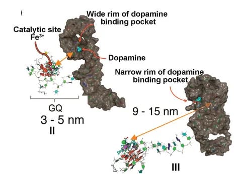 Open access visualization of Protein Structure, Chemical Structure, Molecular Dynamics, Simulated Structures, Nucleoapzymes