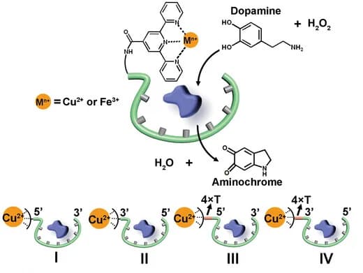 Open access visualization of Workflow, Illustration, Cu2+-terpyridine, DBA nucleoapzymes, H2O2 oxidation
