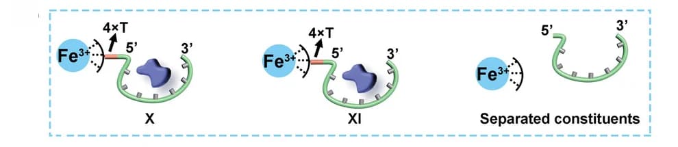 Open access visualization of Illustration, Workflow, Fe3+-terpyridine, DBA, Dopamine oxidation