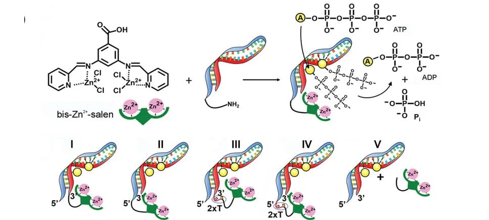 Open access visualization of Workflow, Illustration, bis-Zn2+-pyridiyl-salen-type complexes, ATP aptamers, Nucleoapzyme
