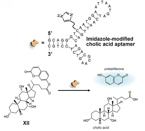Open access visualization of Chemical Structure, Aptamer, Nucleoapzyme, Hydrolysis, Choline ester