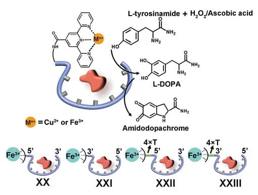 Open access visualization of Workflow, Illustration, Chemical Structure, Nucleoapzyme, Tyrosinamide