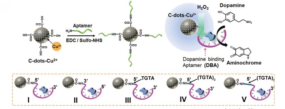 Open access visualization of Illustration, Workflow, DBA-functionalized Cu2+-ion-modified C-dots, Aptananozymes, Dopamine