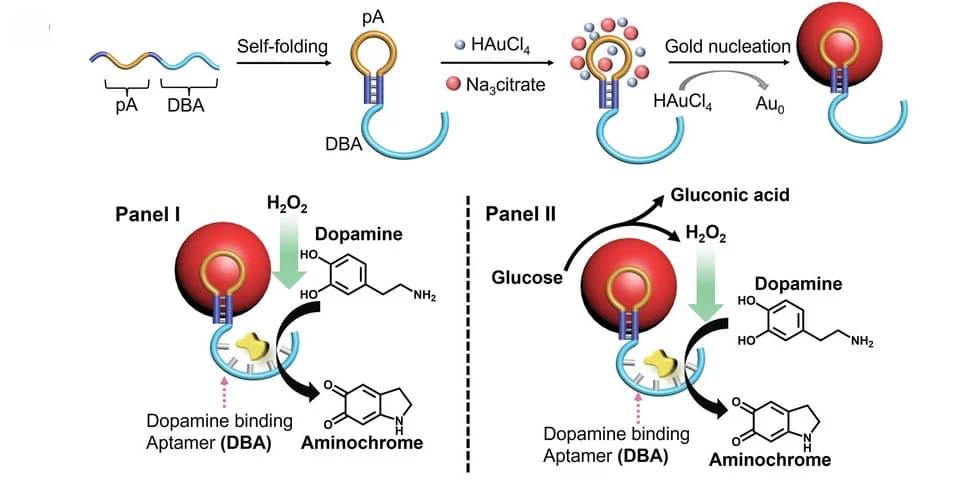 Open access visualization of Workflow, Illustration, Polyadenine, DBA-functionalized AuNPs, Aptananozymes