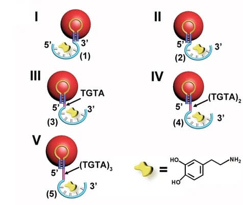 Open access visualization of Illustration, Chemical Structure, pA/dopamine-aptamer, AuNPs aptananozyme, Dopamine