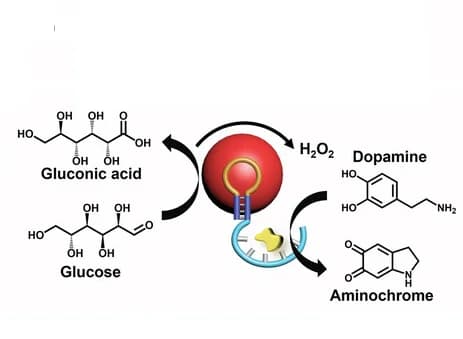 Open access visualization of Workflow, Illustration, Dopamine Oxidation, Aminochrome, Dopamine Concentrations